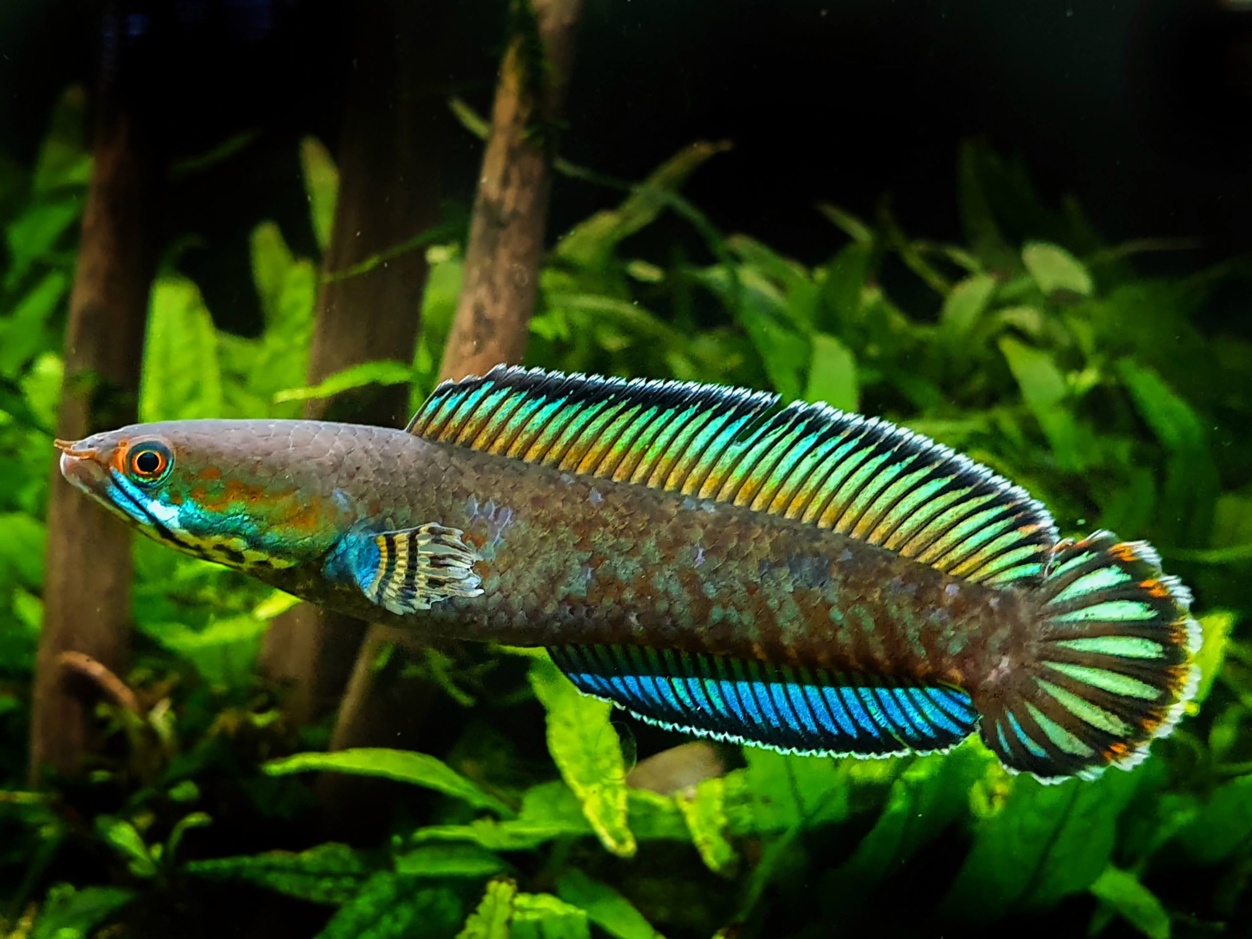 Ikan Channa Predator Air Tawar Yang Unik Dan Menarik