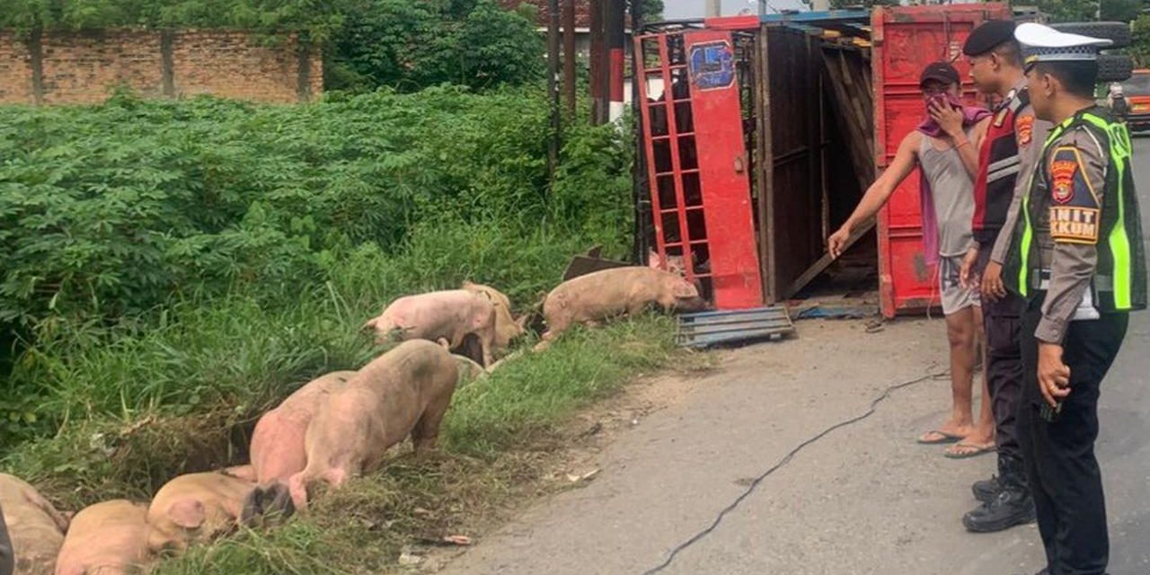Truk Bermuatan 92 Babi Terguling di Jalinsum Lampung Tengah