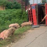 Truk Bermuatan 92 Babi Terguling di Jalinsum Lampung Tengah