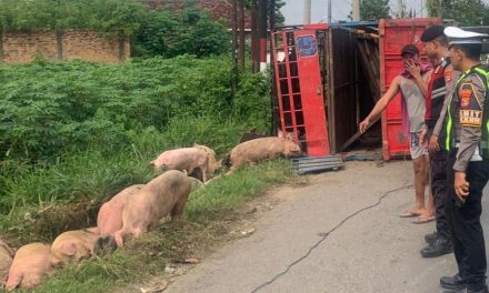 Truk Bermuatan 92 Babi Terguling di Jalinsum Lampung Tengah