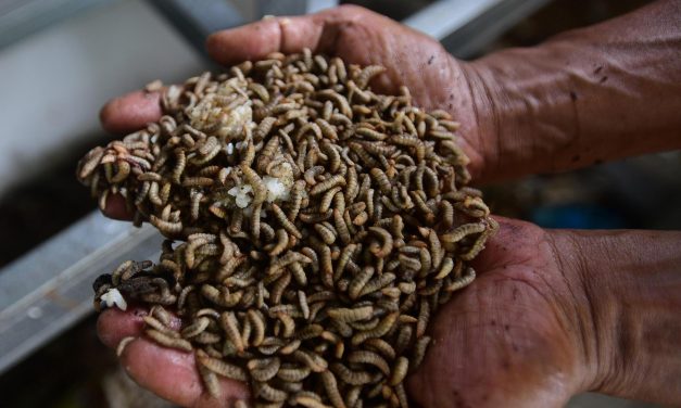 Solusi Pengelolaan Sampah dan Sumber Protein Berkelanjutan