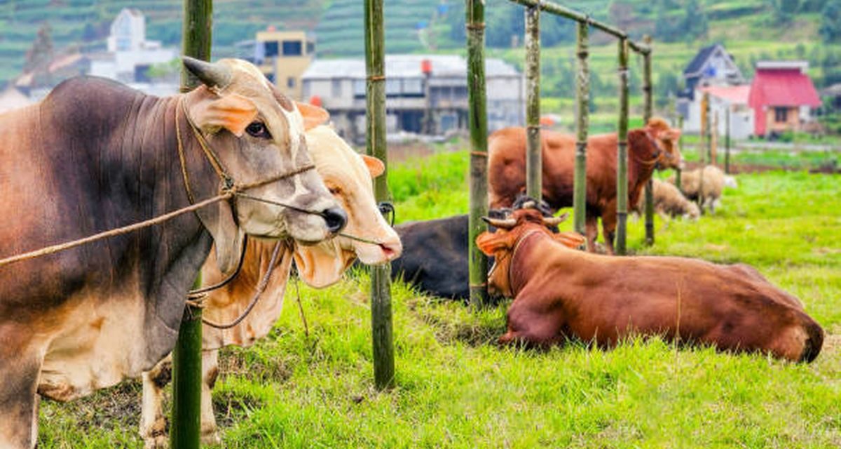 AI Deteksi Penyakit Sapi Lewat Ekspresi Wajah Tanpa Sentuhan
