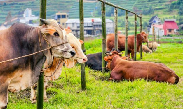 AI Deteksi Penyakit Sapi Lewat Ekspresi Wajah Tanpa Sentuhan