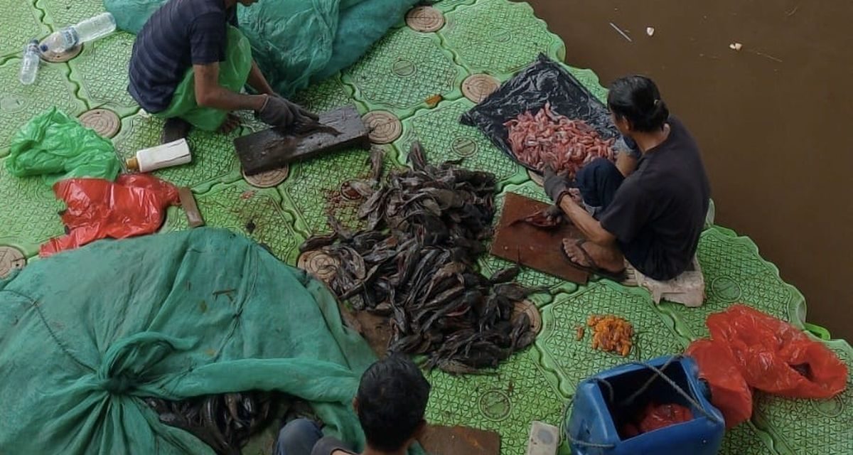 Abon Ikan Sapu-sapu sebagai Sumber Protein Tinggi