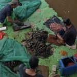 Abon Ikan Sapu-sapu sebagai Sumber Protein Tinggi