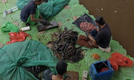 Abon Ikan Sapu-sapu sebagai Sumber Protein Tinggi