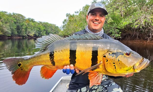 Peacock Bass Ikan Predator Eksotis Dengan Warna Menawan