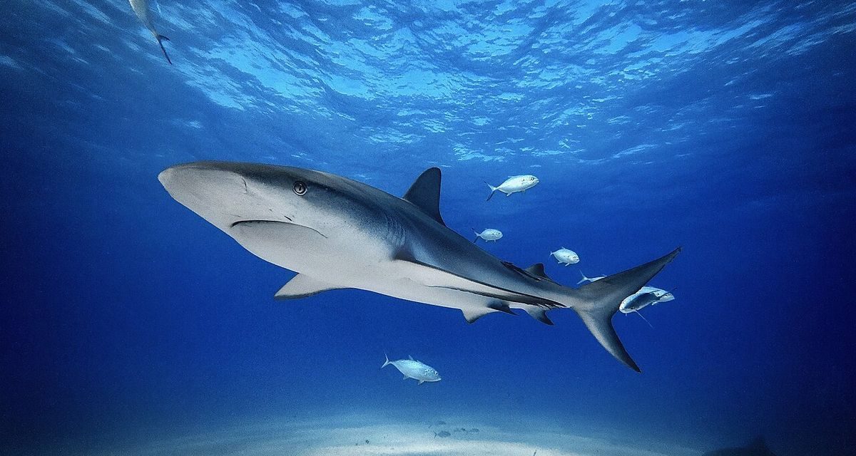 Pencemaran Laut Dampaknya: Temuan Kafein Kokain Hiu Bahama