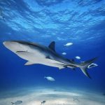 Pencemaran Laut Dampaknya: Temuan Kafein Kokain Hiu Bahama