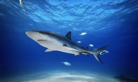 Pencemaran Laut Dampaknya: Temuan Kafein Kokain Hiu Bahama