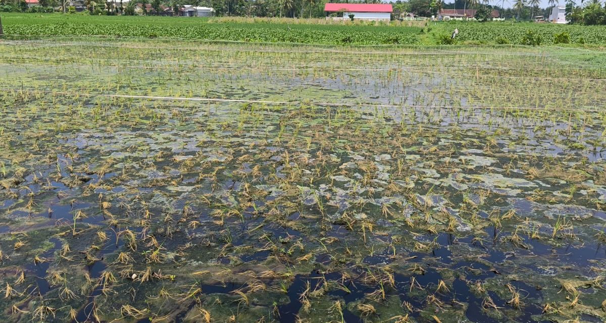 Padi Desa Kertosari Jember Anjlok 80 Persen, Lingkungan TPA