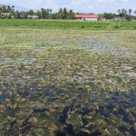 Padi Desa Kertosari Jember Anjlok 80 Persen, Lingkungan TPA