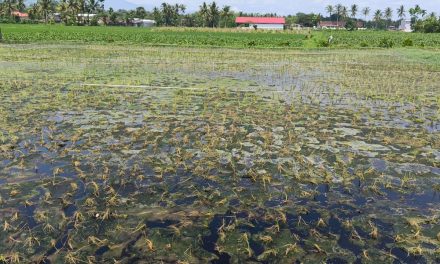Padi Desa Kertosari Jember Anjlok 80 Persen, Lingkungan TPA