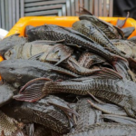 Pemusnahan Ikan Sapu-Sapu dan Potensi sebagai Pupuk Organik