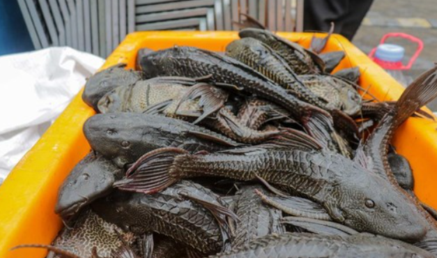 Pemusnahan Ikan Sapu-Sapu dan Potensi sebagai Pupuk Organik