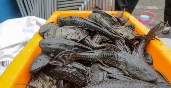 Pemusnahan Ikan Sapu-Sapu dan Potensi sebagai Pupuk Organik