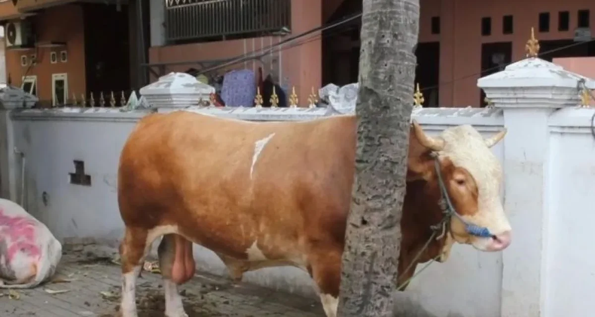 Sapi Kurban Presiden Prabowo di Masjid Jami’ Al-Ichrom Kalideres