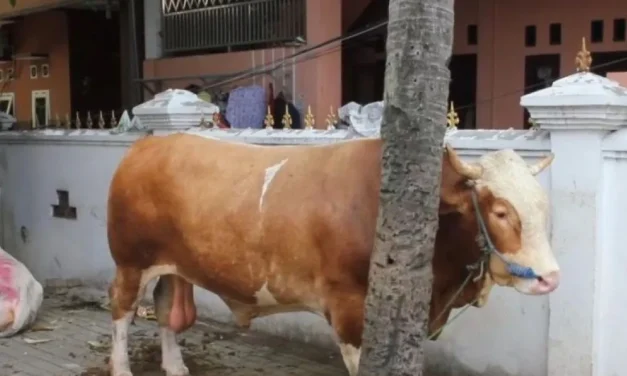 Sapi Kurban Presiden Prabowo di Masjid Jami’ Al-Ichrom Kalideres