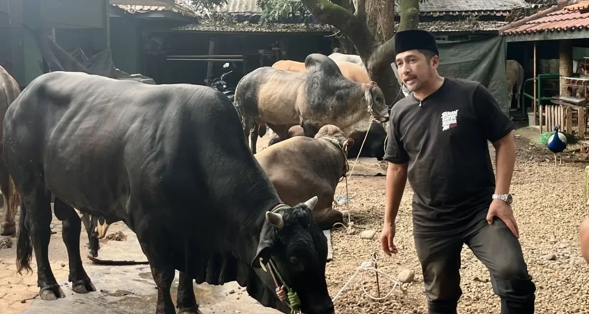 Hewan Kurban Idul Adha 1447 H, Capai Lebih dari 20 Ekor Sapi