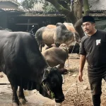 Hewan Kurban Idul Adha 1447 H, Capai Lebih dari 20 Ekor Sapi