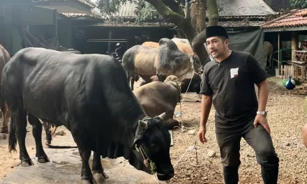 Hewan Kurban Idul Adha 1447 H, Capai Lebih dari 20 Ekor Sapi
