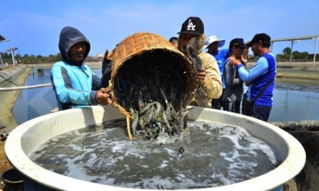 Ekspor Perikanan Kalimantan Timur Pasar Global, Udang Windu