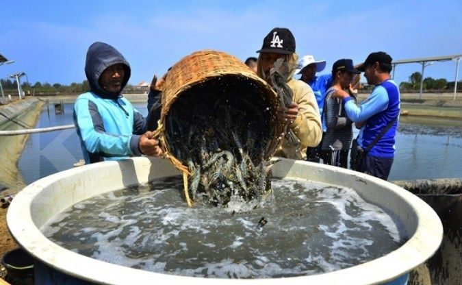 Ekspor Perikanan Kalimantan Timur Pasar Global, Udang Windu