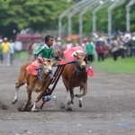 Asal Usul Karapan Sapi, Tradisi Madura yang Sarat Makna
