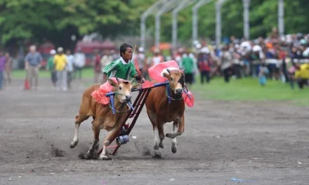 Asal Usul Karapan Sapi, Tradisi Madura yang Sarat Makna