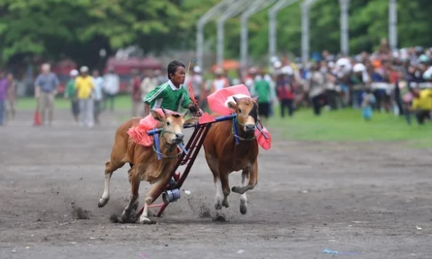 Asal Usul Karapan Sapi, Tradisi Madura yang Sarat Makna