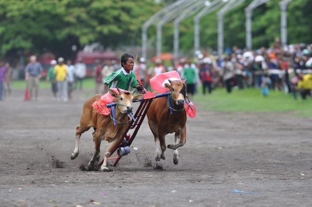 Asal Usul Karapan Sapi, Tradisi Madura yang Sarat Makna