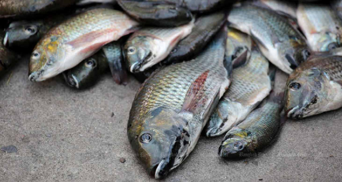 Thailand Diperintahkan Berantas Ikan Nila Hitam, Spesies Invasif Ancam Ekosistem