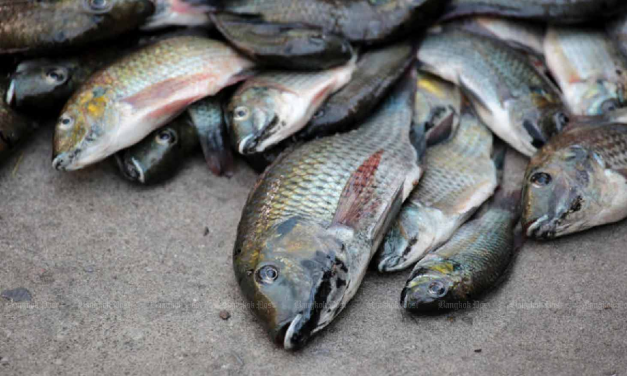 Thailand Diperintahkan Berantas Ikan Nila Hitam, Spesies Invasif Ancam Ekosistem
