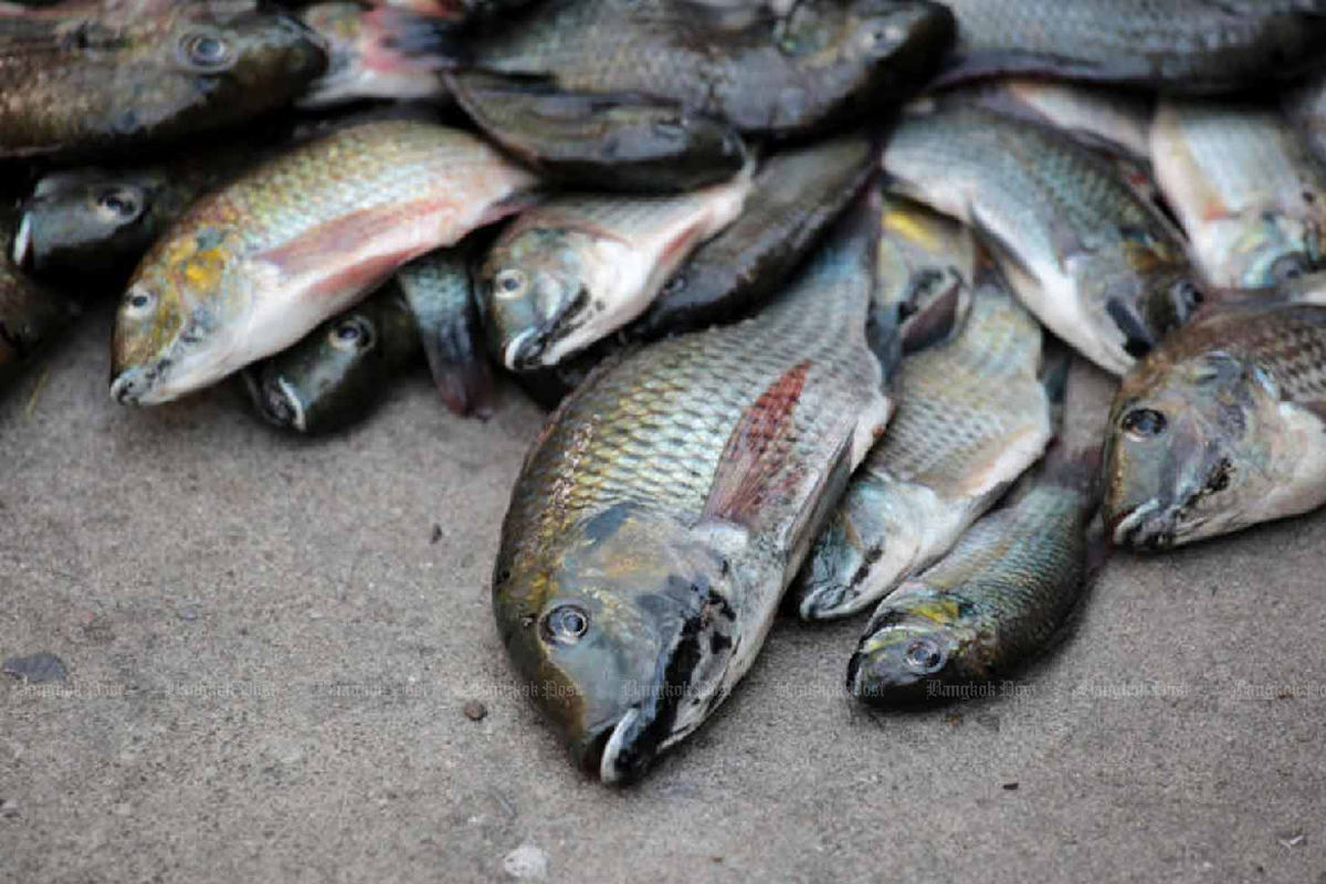 Ikan Nila Hitam Thailand